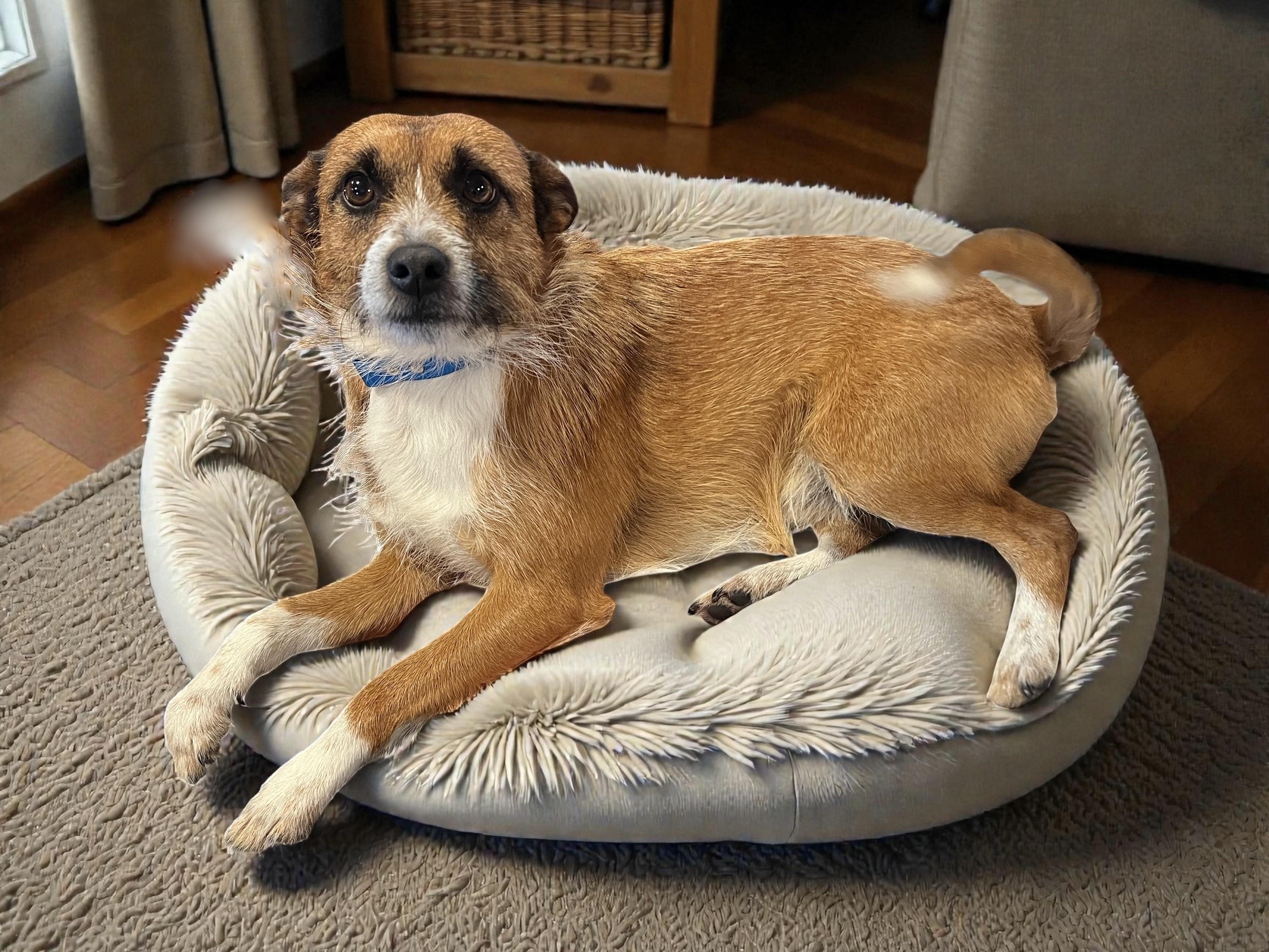 Baxter, a ADOPTABLE mixed breed in Cedar Mountain, NC image 1/5
