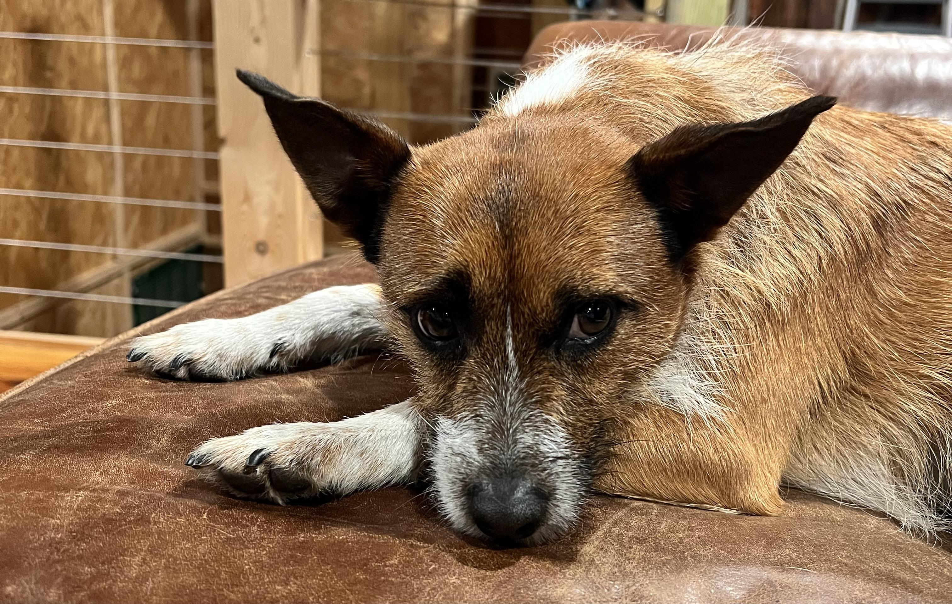 Baxter, a ADOPTABLE mixed breed in Cedar Mountain, NC image 2/5