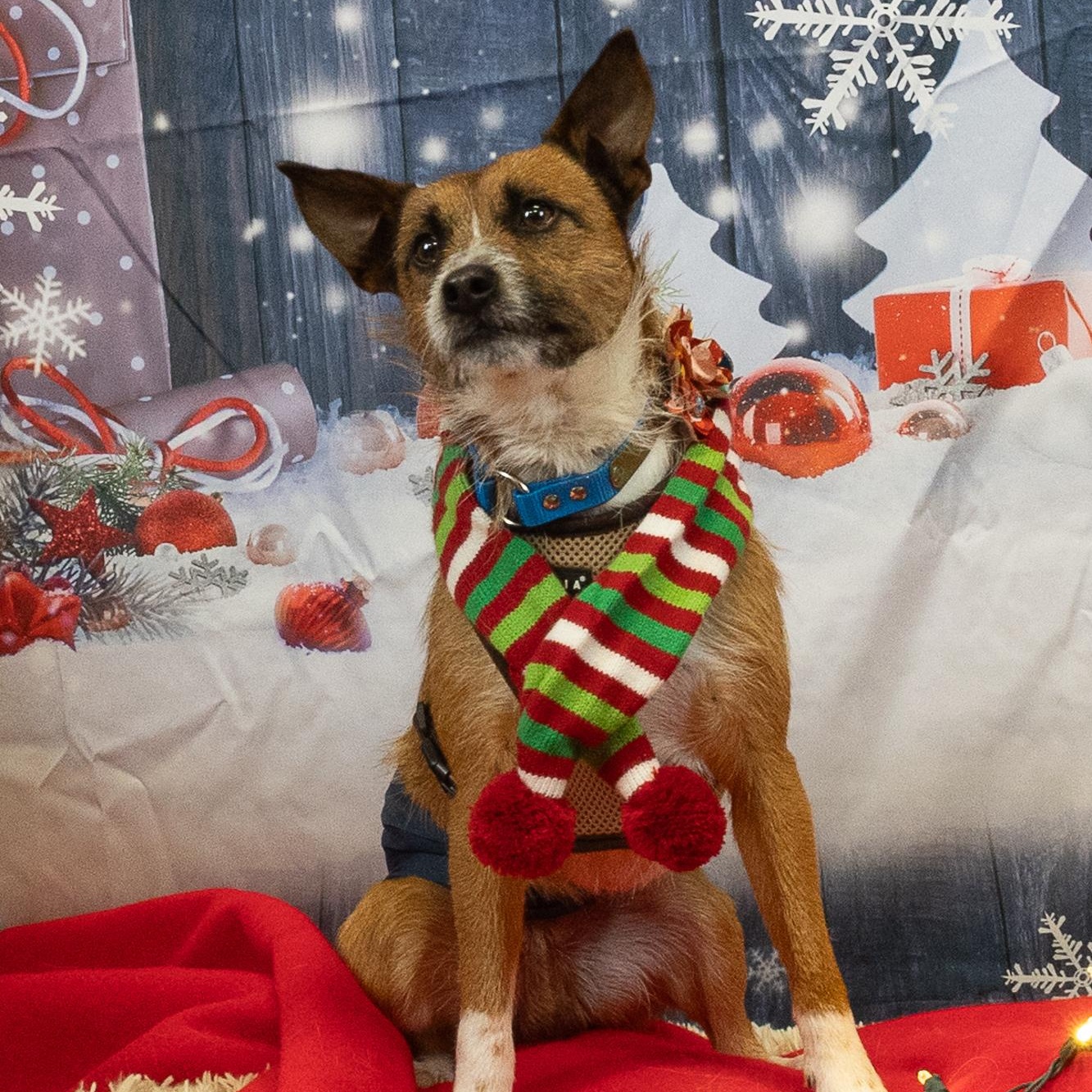 Baxter, an adoptable mixed breed in Cedar Mountain, NC image 5/6