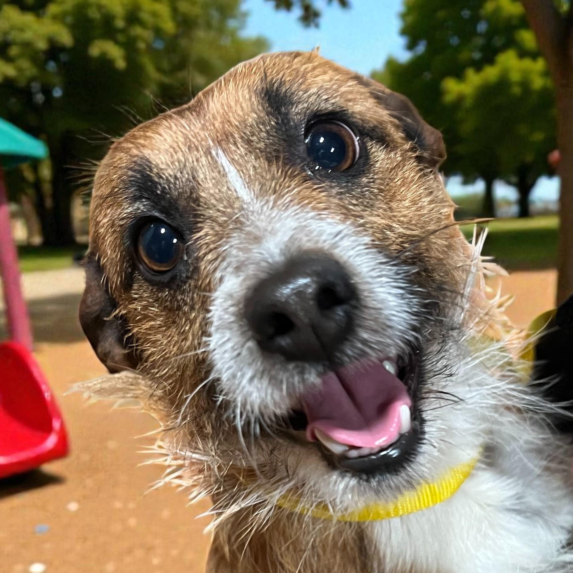 Baxter, adoptable, Adult Male Wirehaired Terrier.