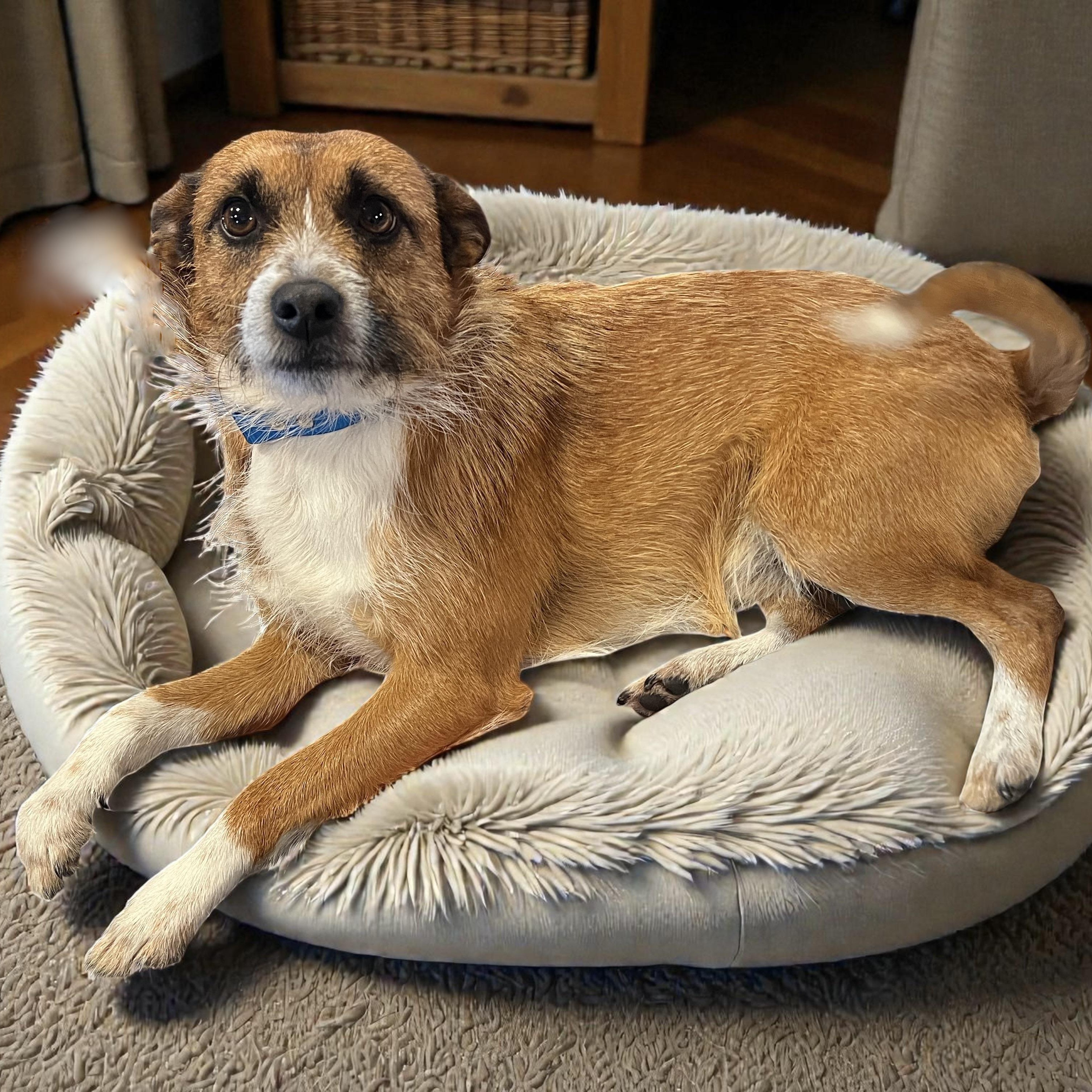 Baxter, an adoptable mixed breed in Cedar Mountain, NC image 3/6