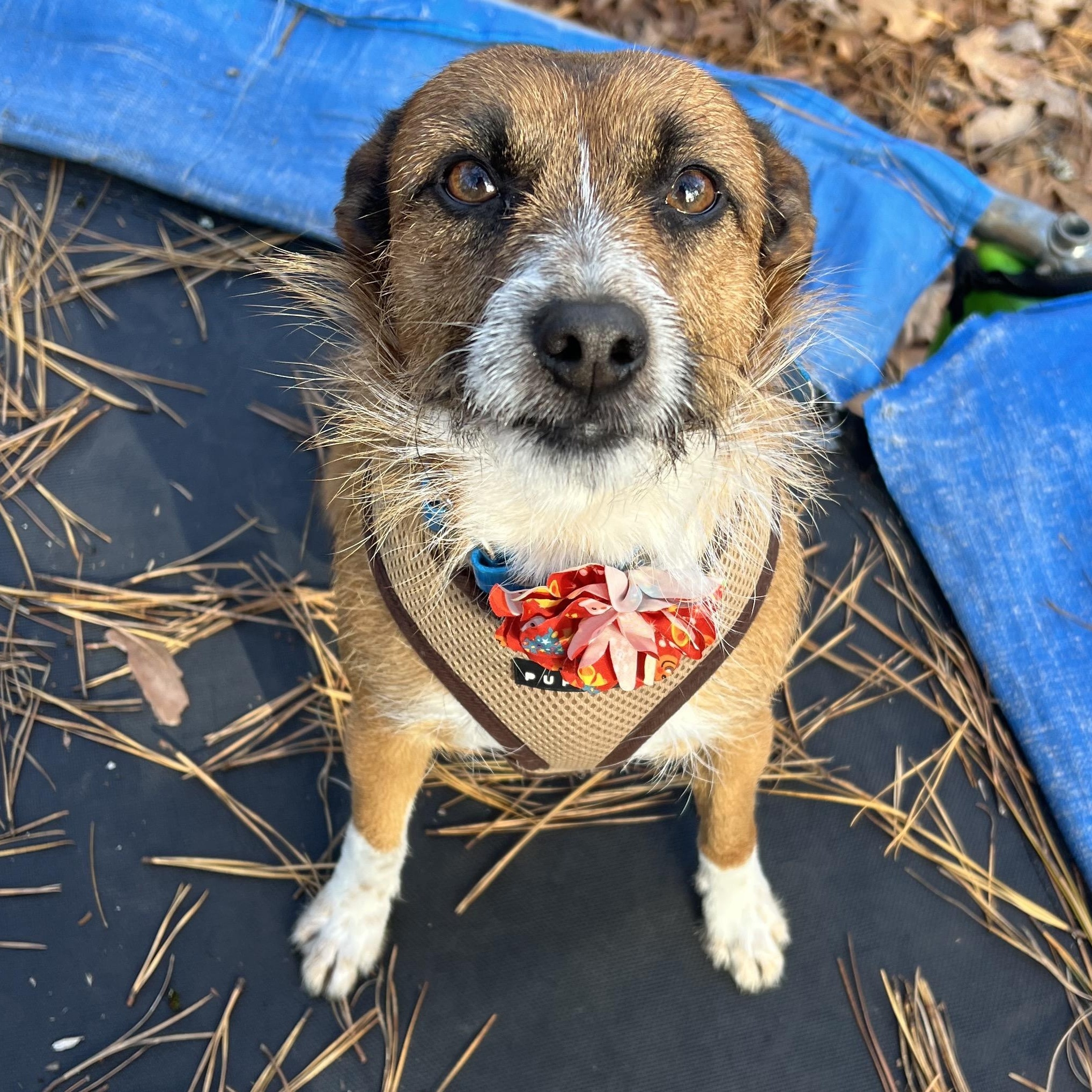 Baxter, an adoptable mixed breed in Cedar Mountain, NC image 6/6