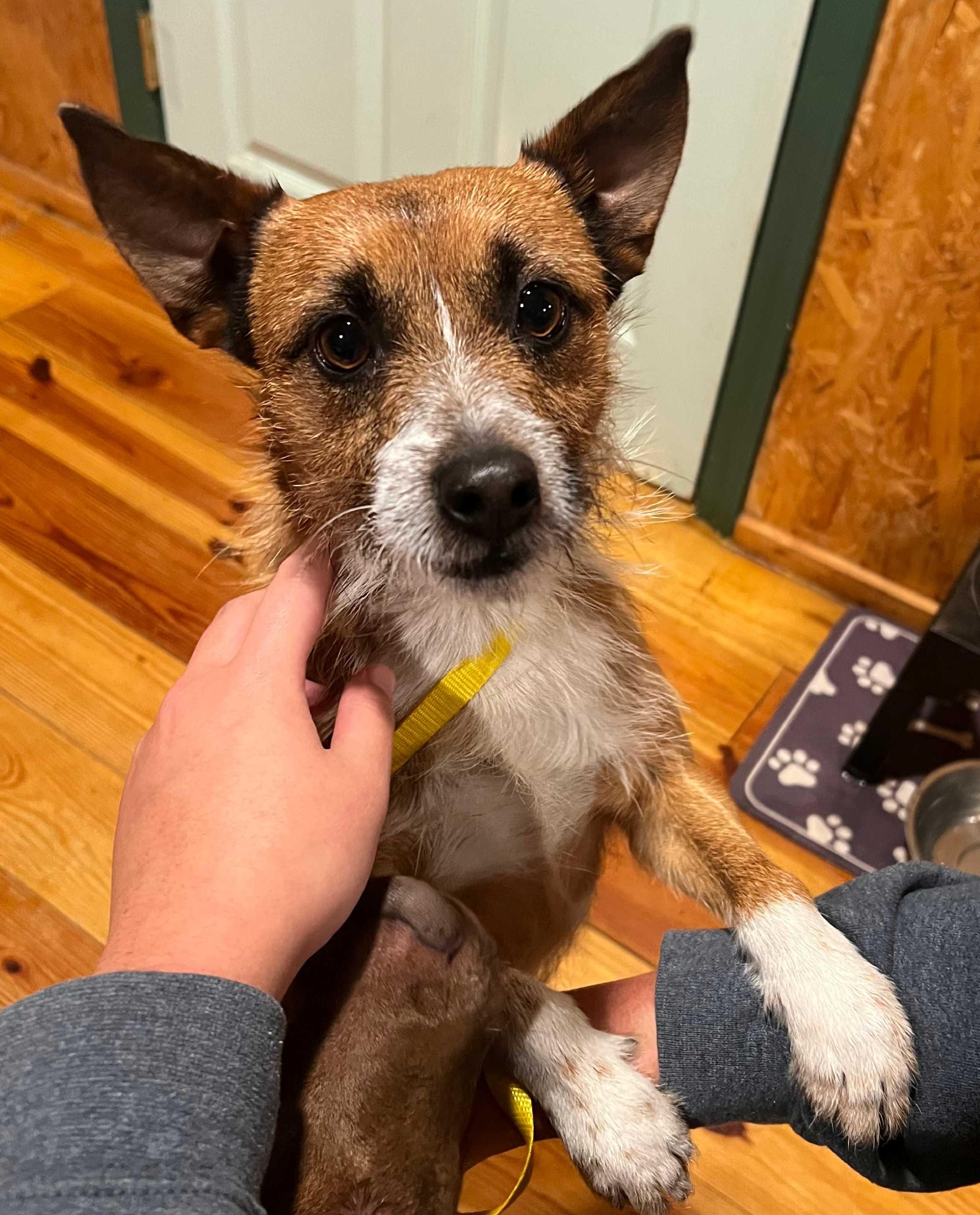 Baxter, a ADOPTABLE mixed breed in Cedar Mountain, NC image 3/5