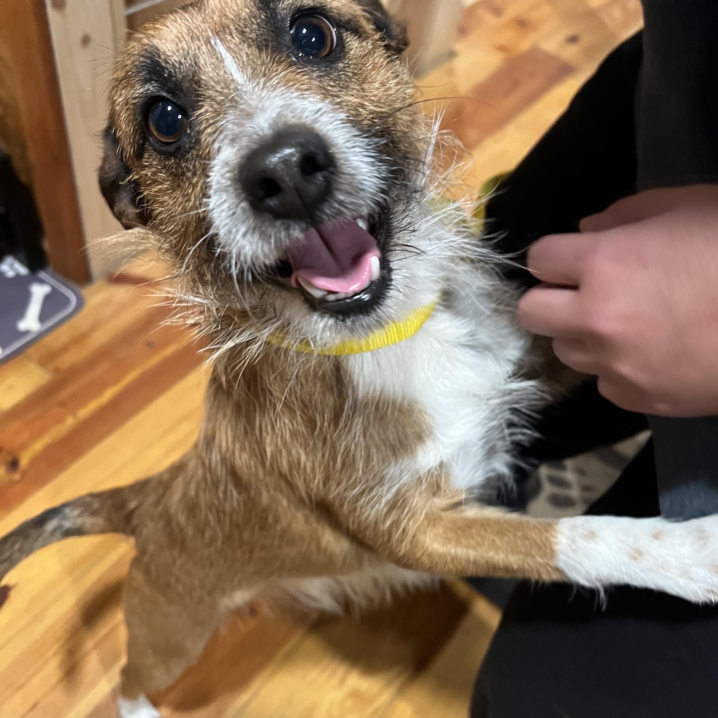 Baxter, a ADOPTABLE mixed breed in Cedar Mountain, NC image 4/5