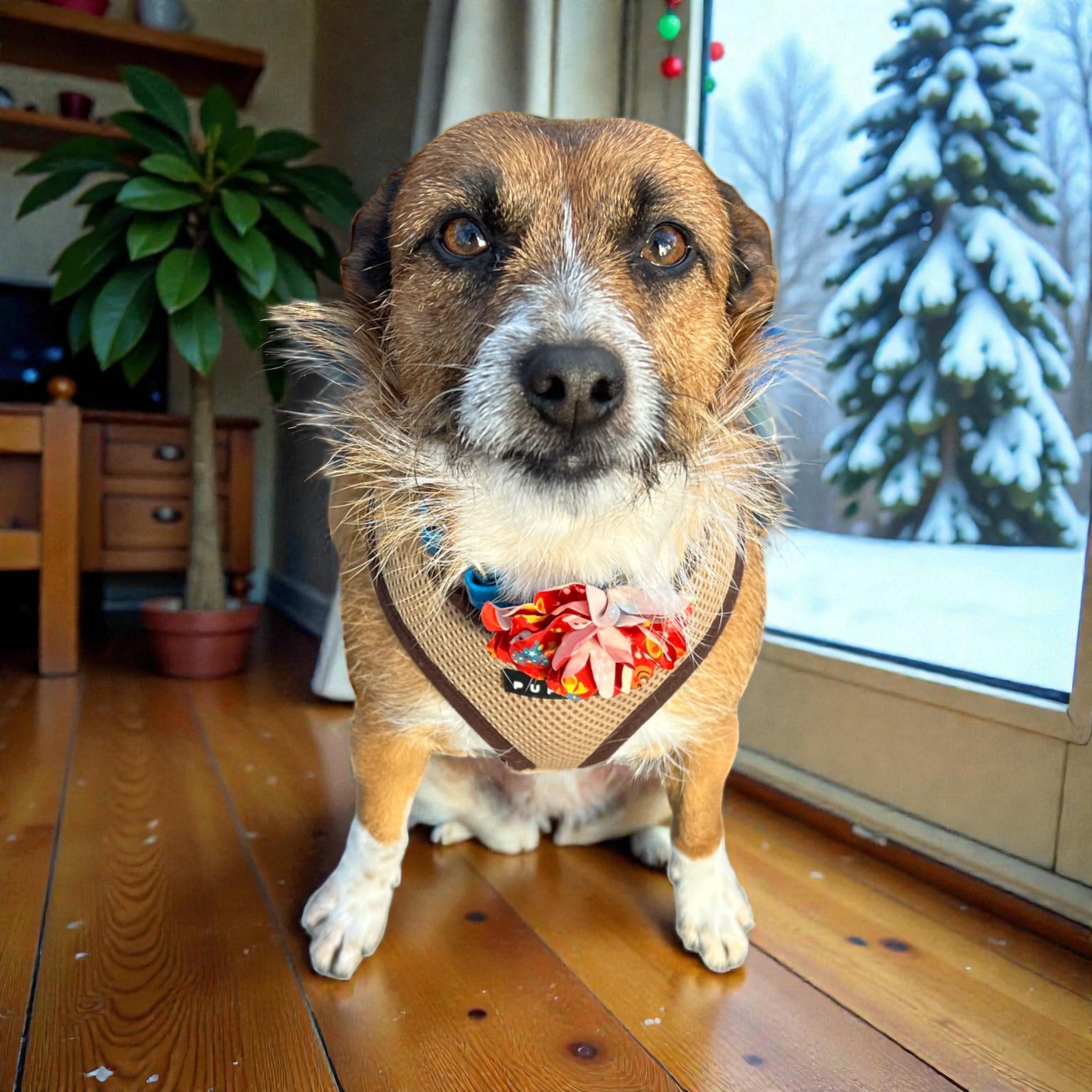 Baxter, a ADOPTABLE mixed breed in Cedar Mountain, NC image 5/5