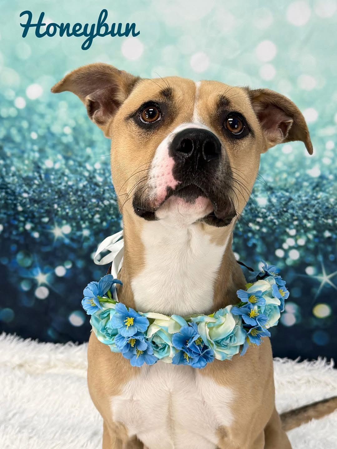 Honeybun, ADOPTABLE, Adult Female Mixed Breed.