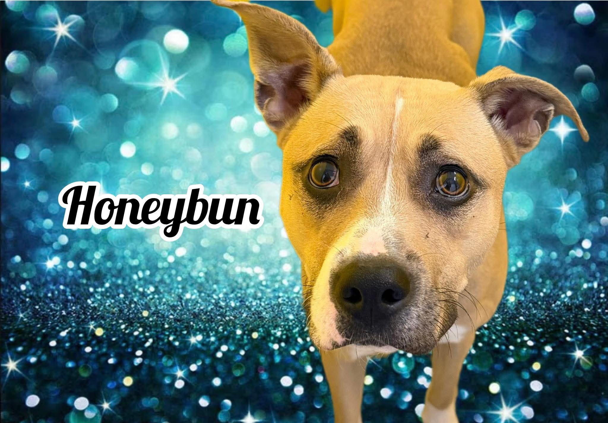 Enlarge Honeybun, an adopted Mixed Breed in Flint, MI image 3/3
