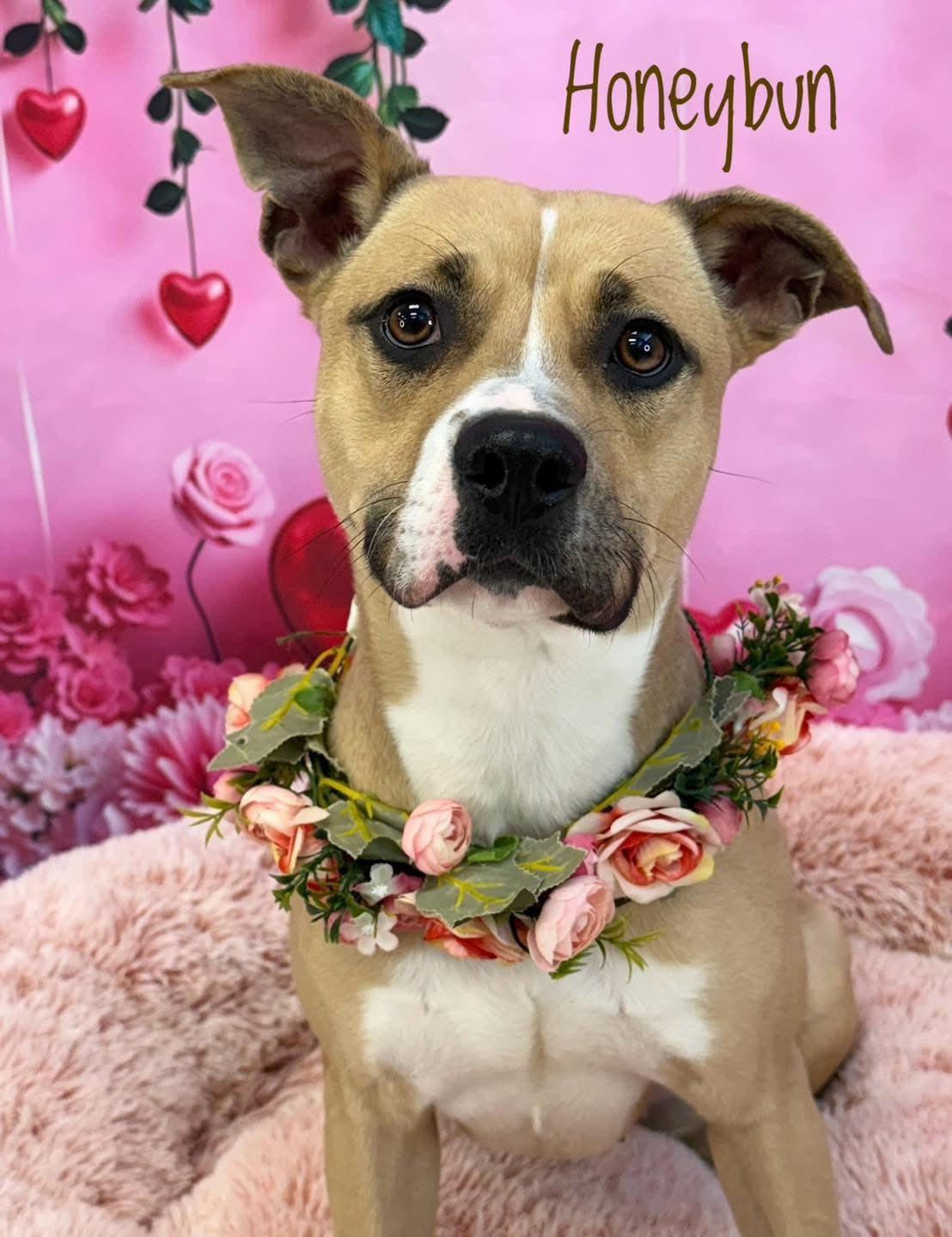 Enlarge Honeybun, an adopted Mixed Breed in Flint, MI image 1/3