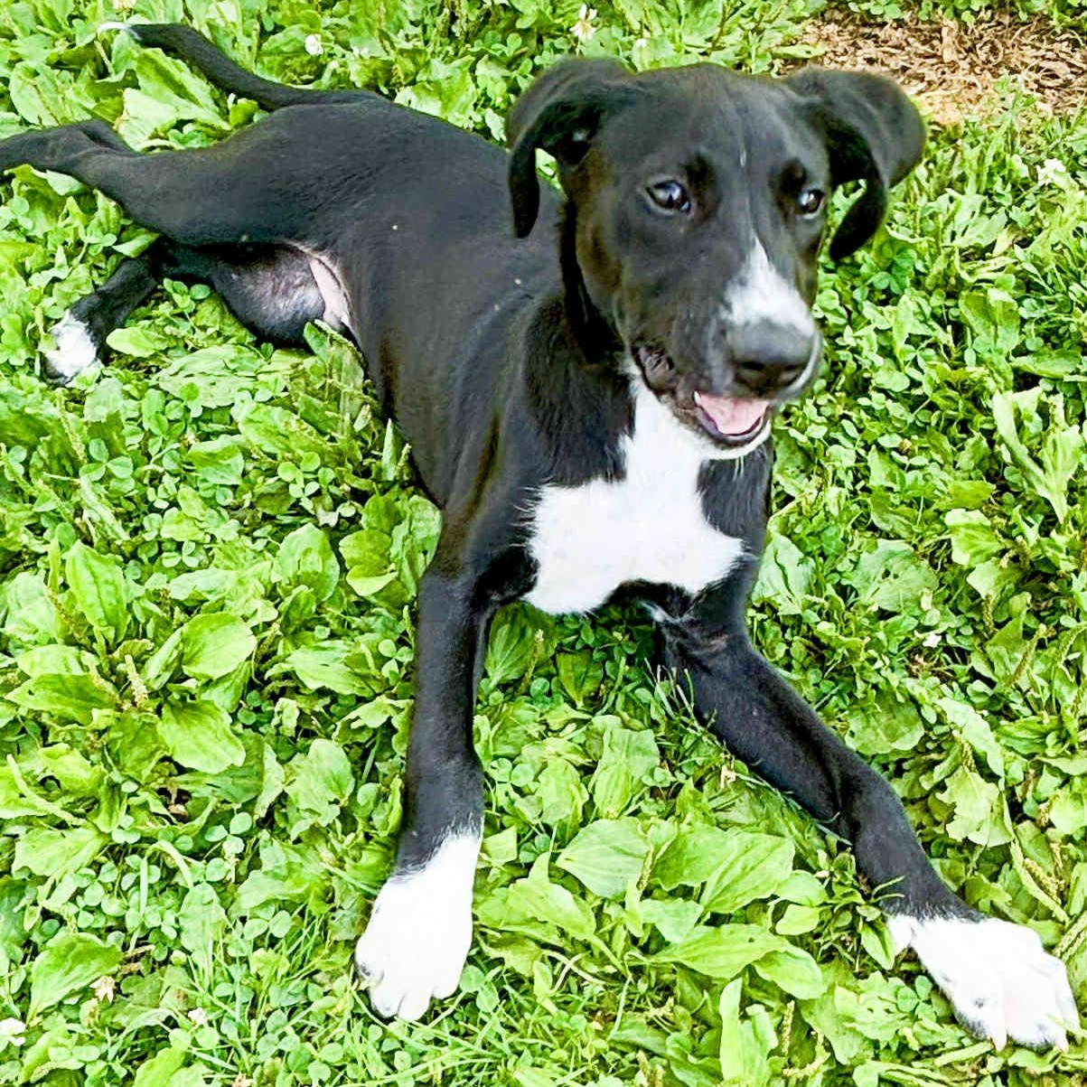 Photo of Arlo