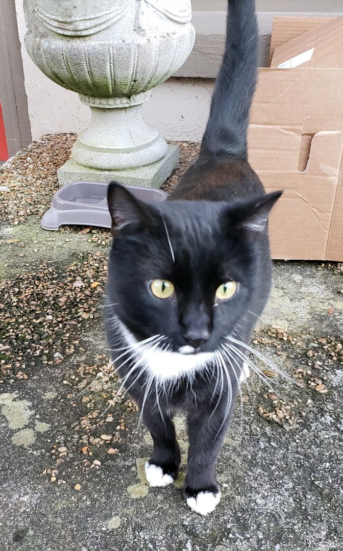 Enlarge Blacky, a Adopted Domestic Short Hair in Kingsport, TN image 1/2
