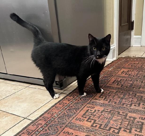 Enlarge Blacky, a Adopted Domestic Short Hair in Kingsport, TN image 2/2