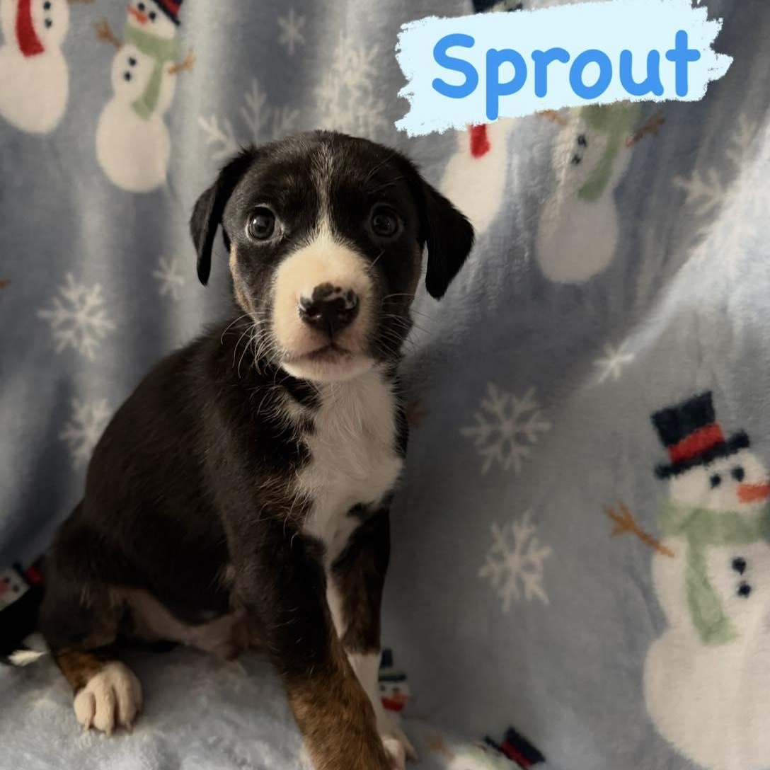 Sprout, ADOPTABLE, Puppy Male Husky & Border Collie.