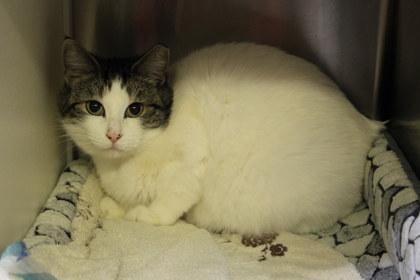 Baby, Adoptable, Adult Female Domestic Short Hair & Domestic Short Hair.