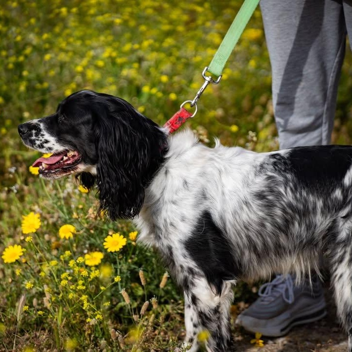 Enlarge Zaira, a ADOPTABLE English Springer Spaniel in Scarborough, ON image 3/5