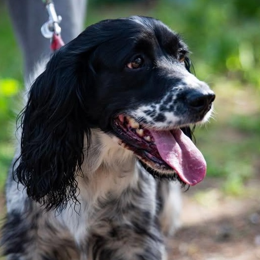 Enlarge Zaira, a ADOPTABLE English Springer Spaniel in Scarborough, ON image 5/5