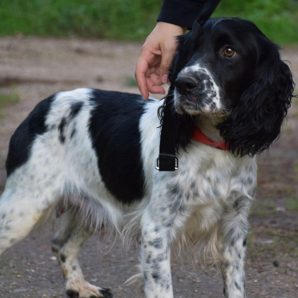 Enlarge Zaira, a ADOPTABLE English Springer Spaniel in Scarborough, ON image 2/5