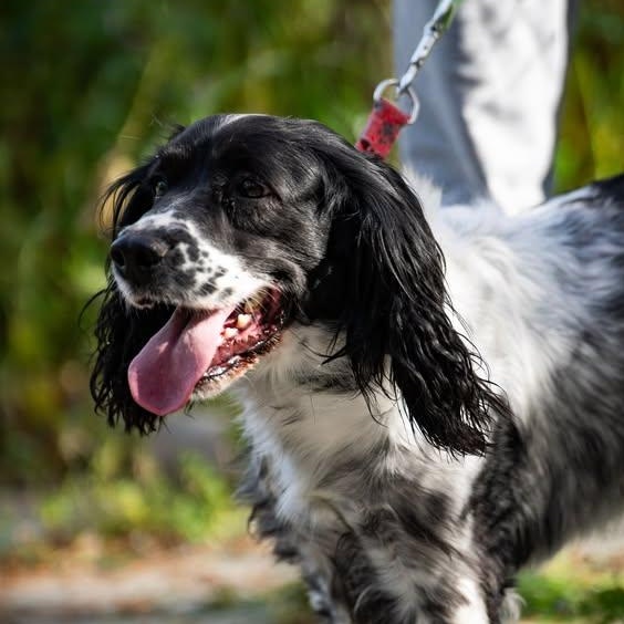 Enlarge Zaira, a ADOPTABLE English Springer Spaniel in Scarborough, ON image 4/5