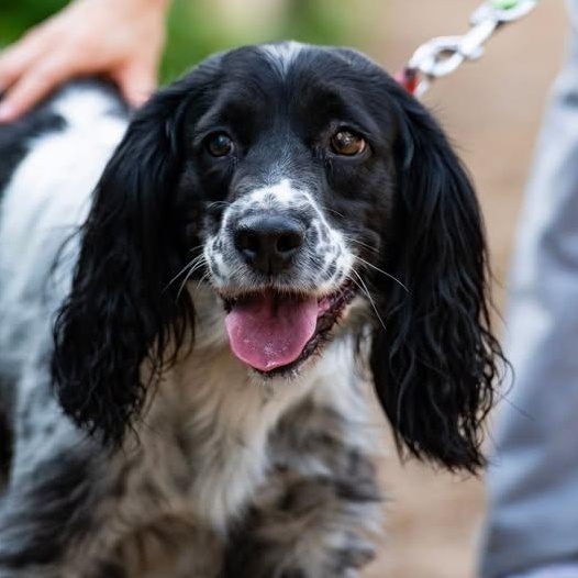Enlarge Zaira, a ADOPTABLE English Springer Spaniel in Scarborough, ON image 1/5