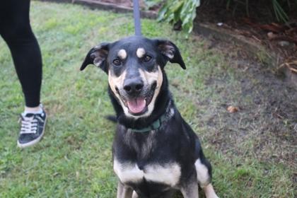 Enlarge Ruby, a Adoptable mixed breed in Brunswick, GA image 2/2