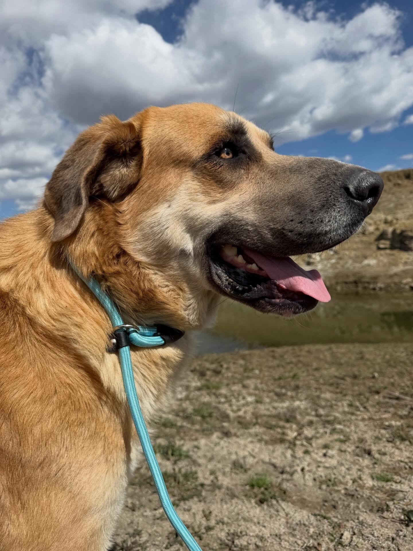 Diesel, Adoptable, Young Male Mixed Breed.