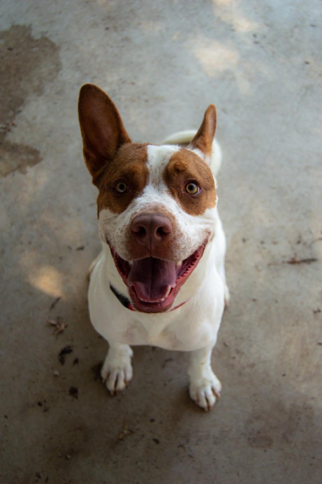 Ajax, Adoptable, Young Male Mixed Breed.
