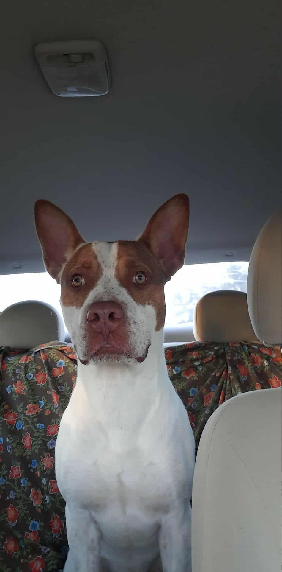 Enlarge Ajax, a Adoptable Mixed Breed in Du Quoin, IL image 2/2