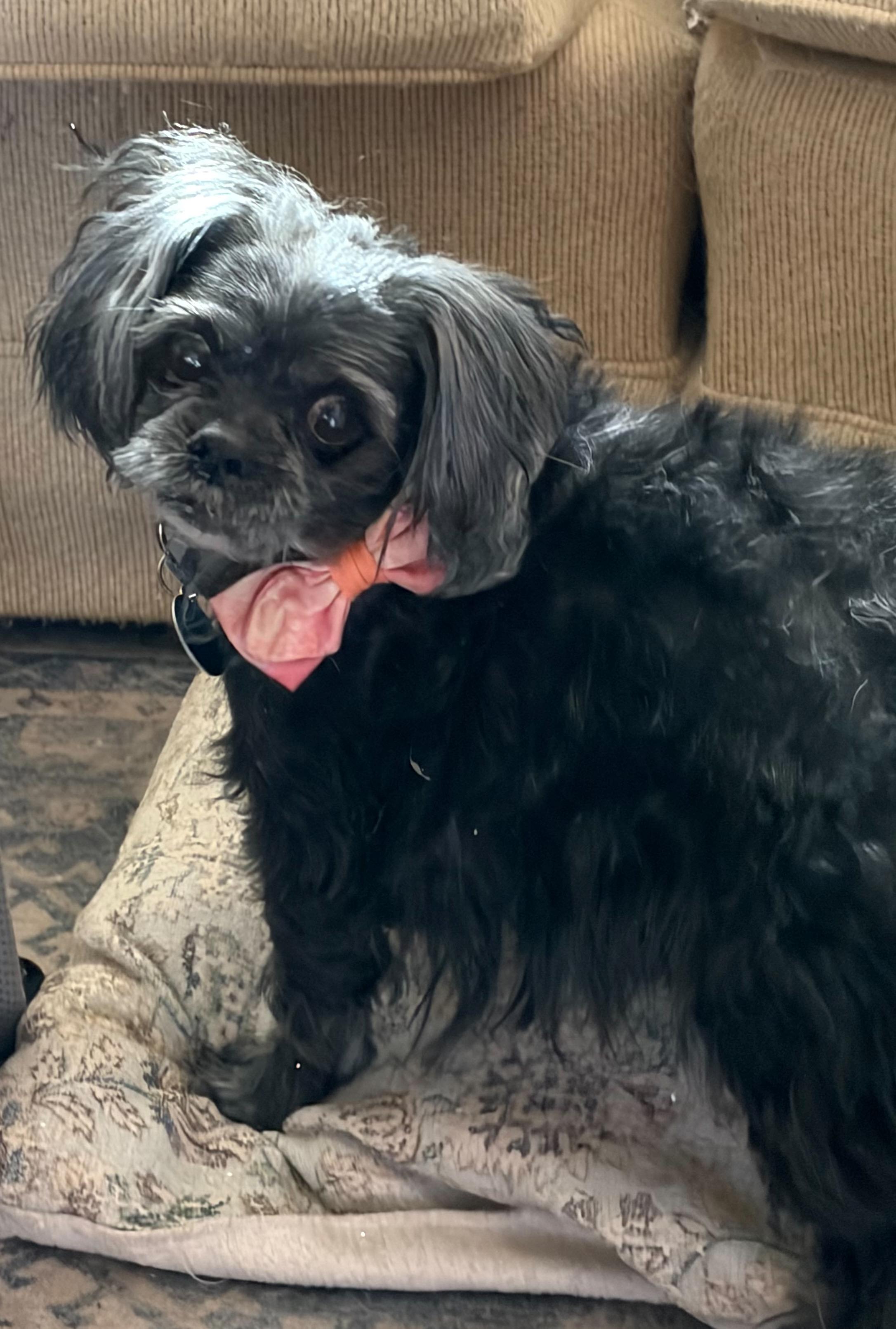 Ewok, a Adopted mixed breed in Hillsborough, NC image 2/2
