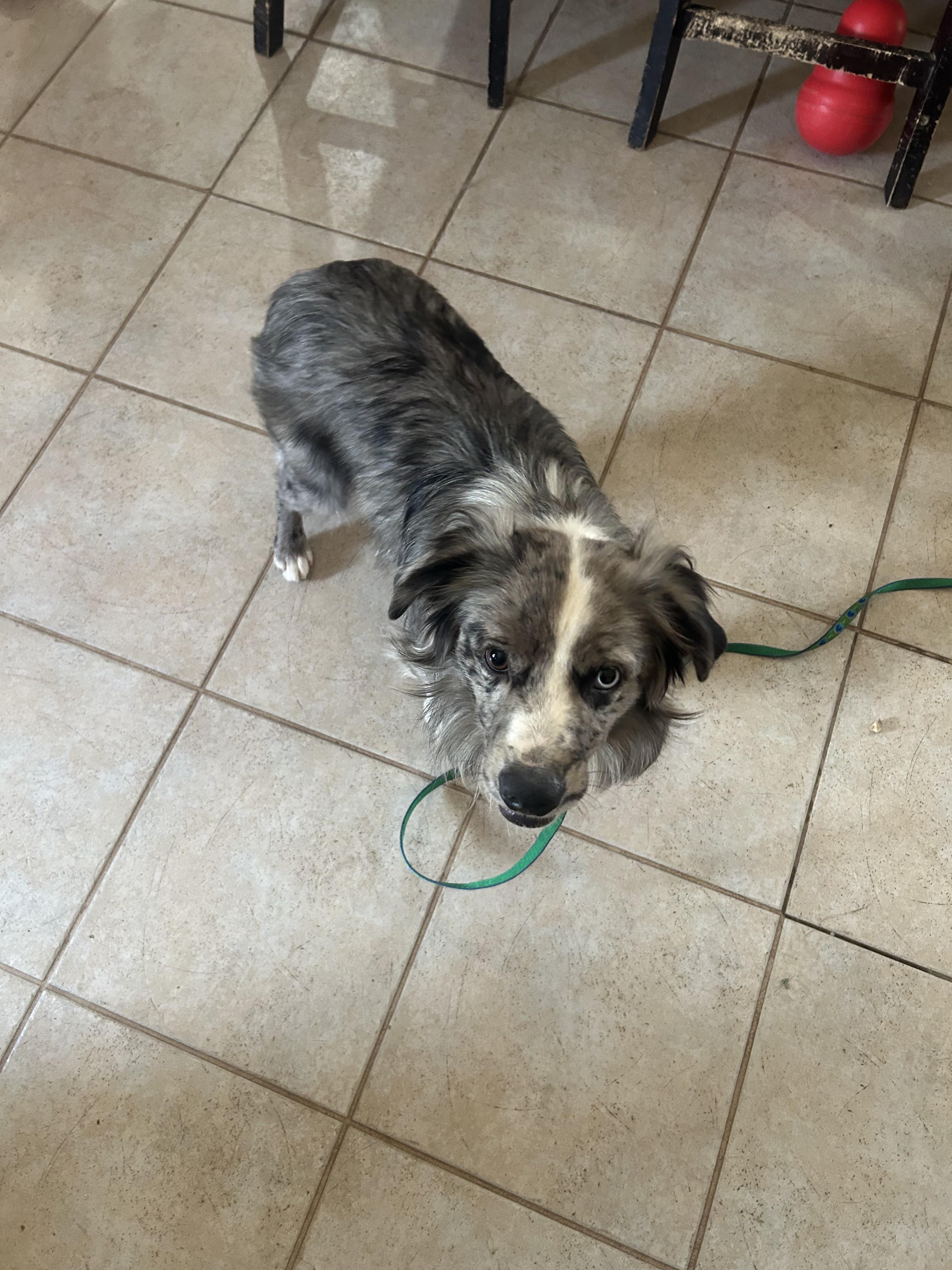 Enlarge Billie, a Adoptable Australian Cattle Dog / Blue Heeler in Gilbert, AZ image 2/2