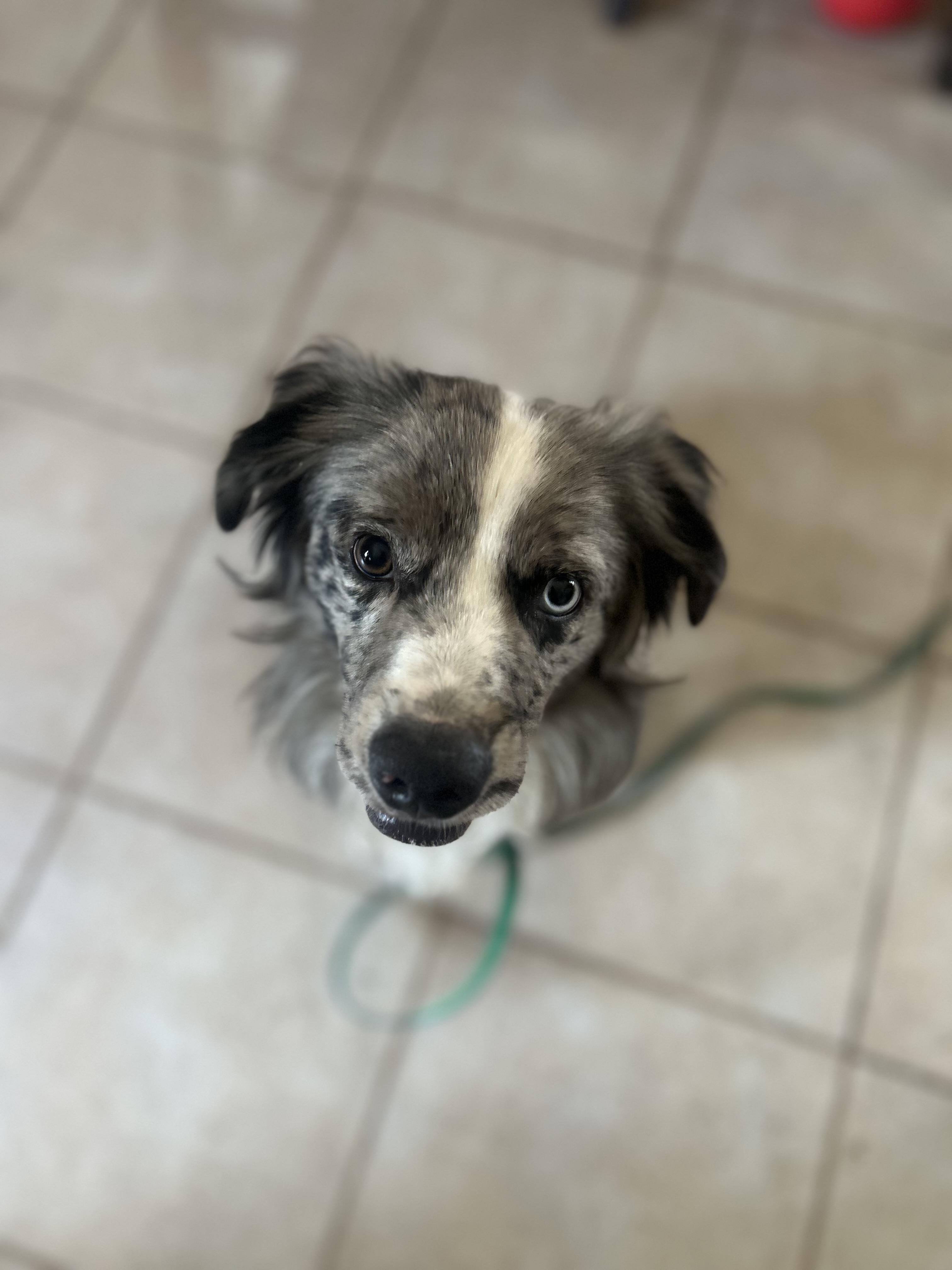 Billie, Adoptable, Young Male Australian Cattle Dog / Blue Heeler.