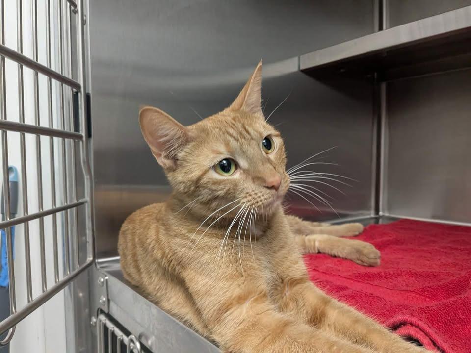 Dandelion, Adopted, Adult Female Domestic Short Hair.