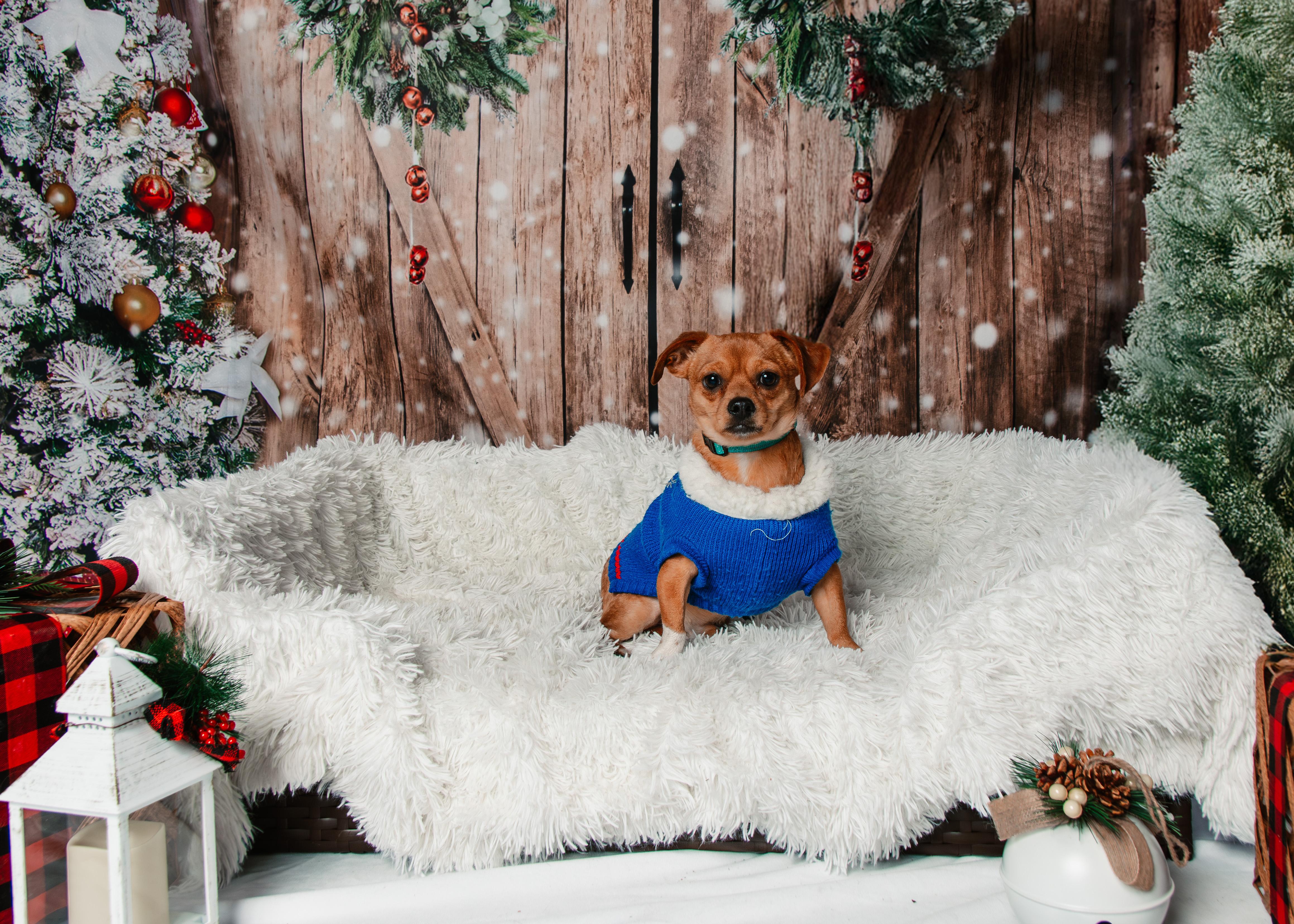 Spooky, Adoptable, Adult Male Chihuahua & Dachshund.