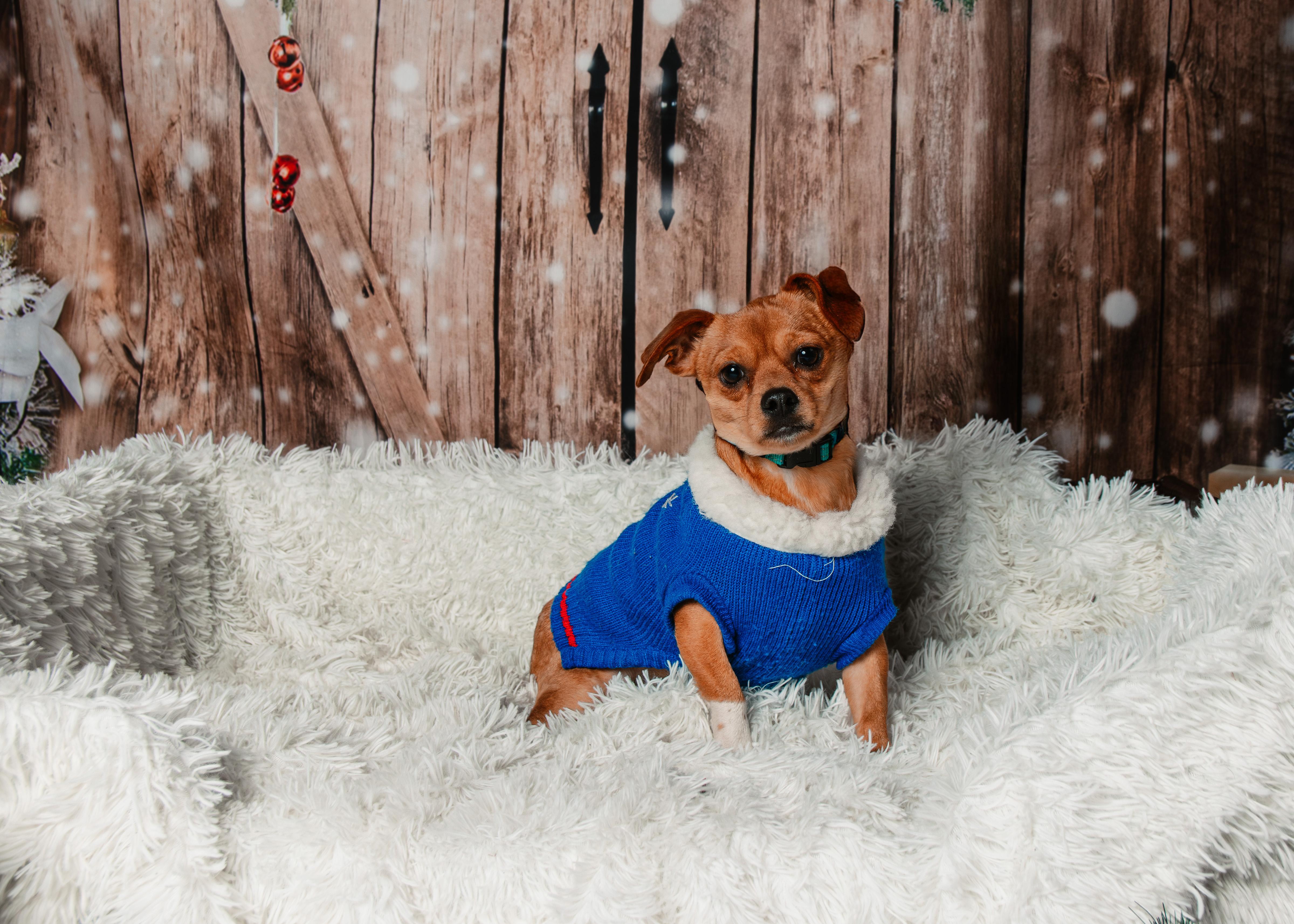 Spooky, a Adoptable mixed breed in Knoxville, TN image 2/2