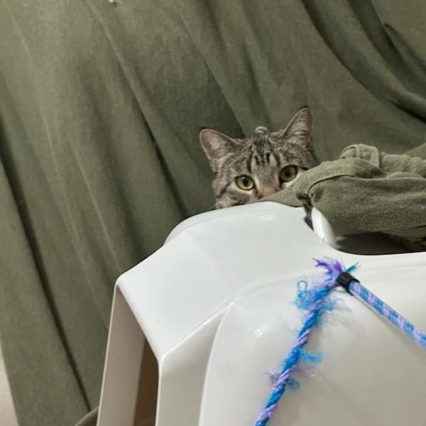 Turtle, Adoptable, Adult Male Domestic Short Hair.