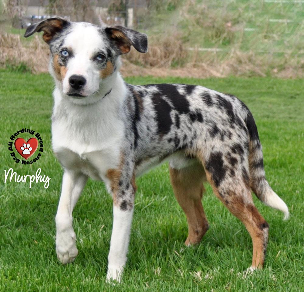 Enlarge Murphy, a ADOPTABLE Australian Shepherd in Joliet, IL image 4/4