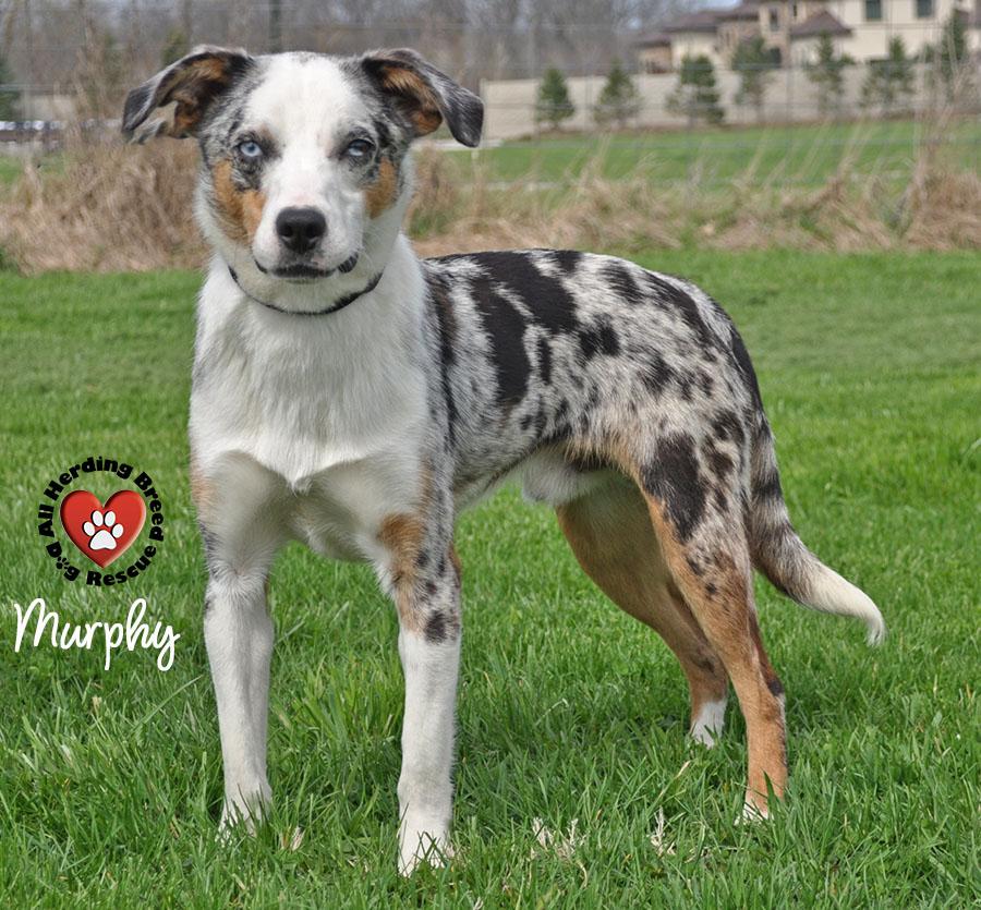 Enlarge Murphy, a ADOPTABLE Australian Shepherd in Joliet, IL image 2/4