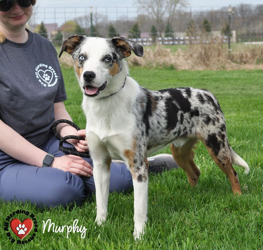 Enlarge Murphy, a ADOPTABLE Australian Shepherd in Joliet, IL image 3/4
