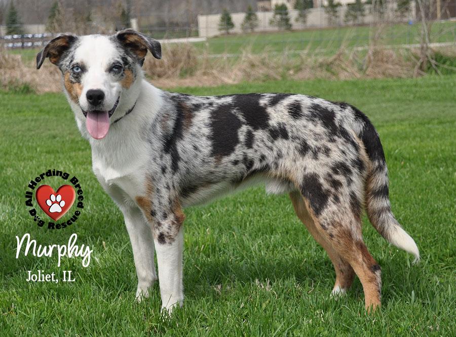 Murphy, ADOPTABLE, Puppy Male Australian Shepherd.