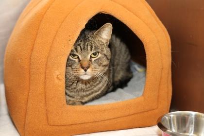 Charlie 2, a Adoptable mixed breed in Hastings, MN image 1/3