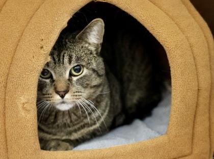 Charlie 2, a Adoptable mixed breed in Hastings, MN image 2/3