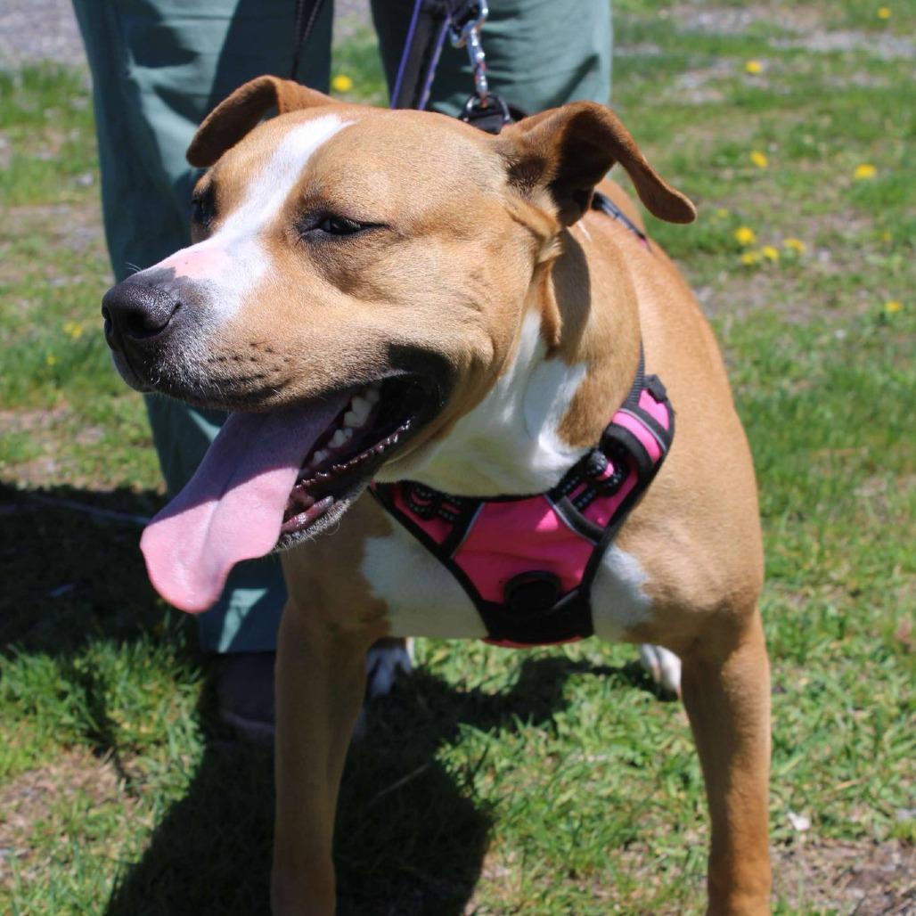 Mya, a Adoptable mixed breed in Saugerties, NY image 1/6