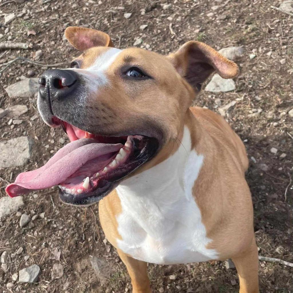 Mya, a Adoptable mixed breed in Saugerties, NY image 3/6