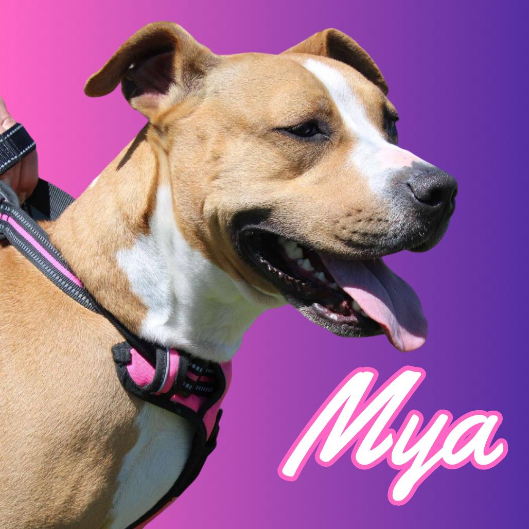 Mya, a Adoptable mixed breed in Saugerties, NY image 5/6