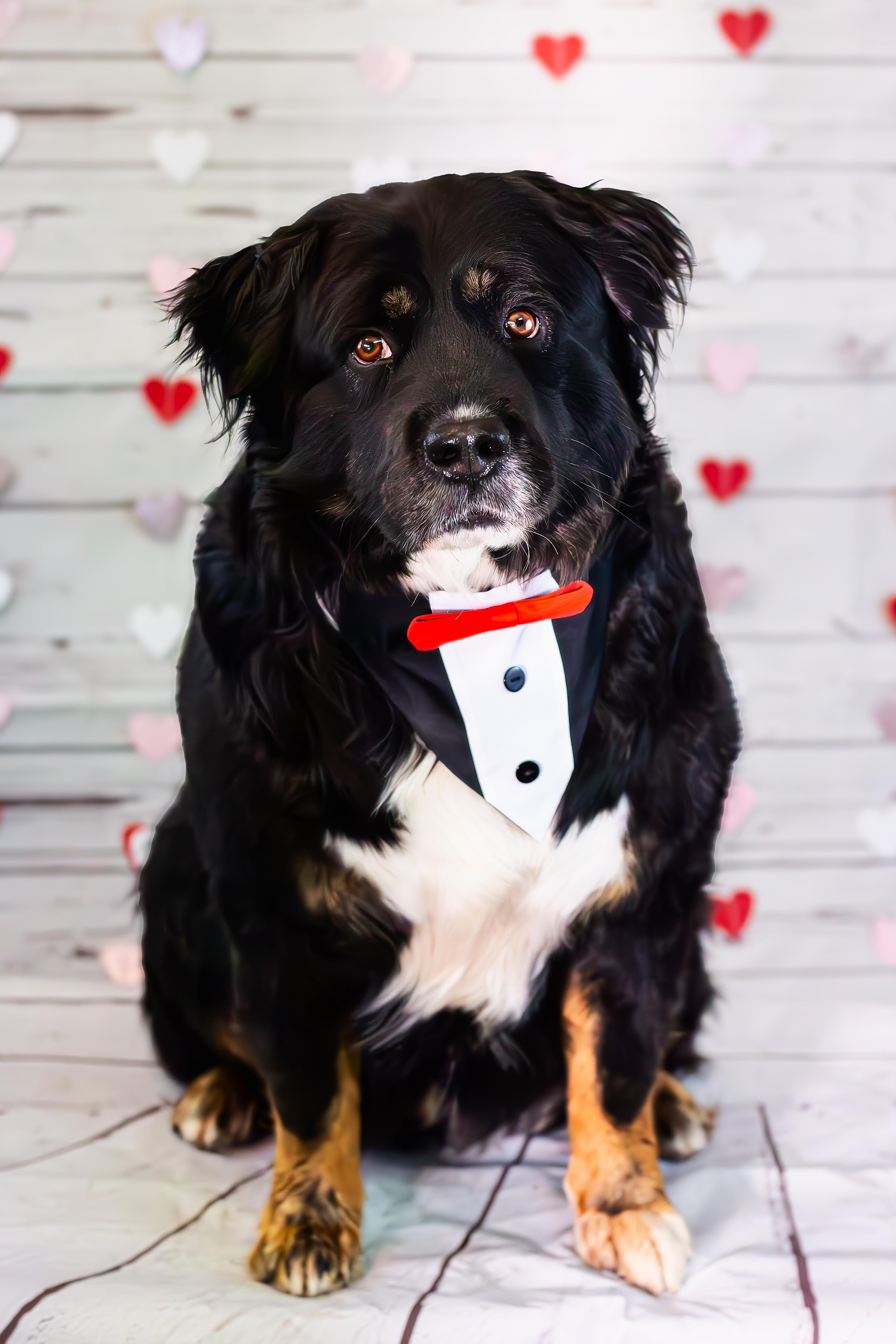 Enlarge Oso, an adoptable mixed breed in Orem, UT image 2/6