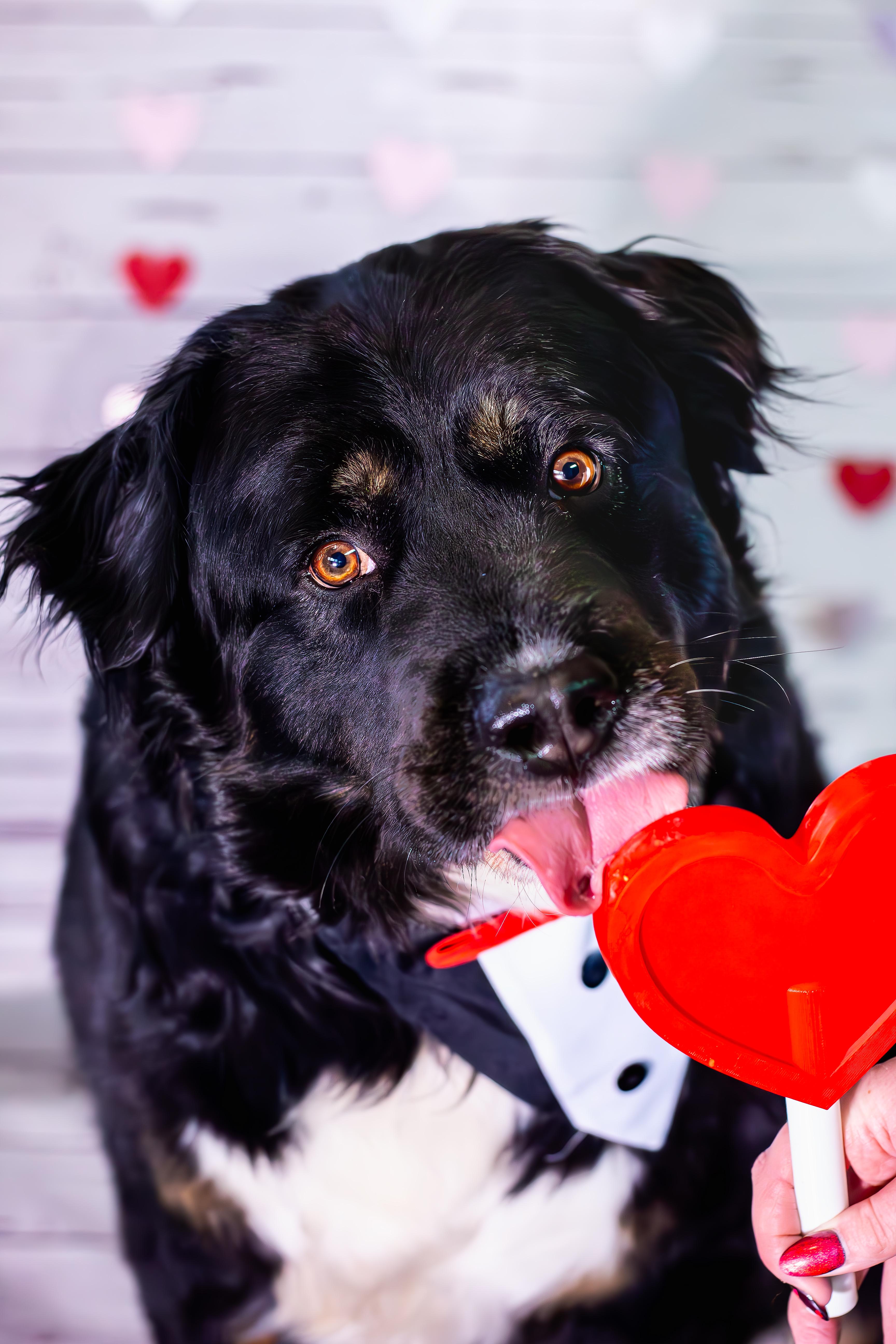 Oso, ADOPTABLE, Adult Male Bernese Mountain Dog & Australian Shepherd.