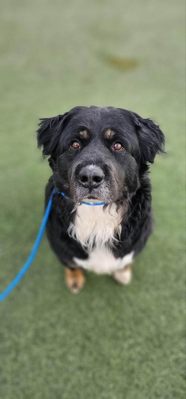 Enlarge Oso, an adoptable mixed breed in Orem, UT image 6/6
