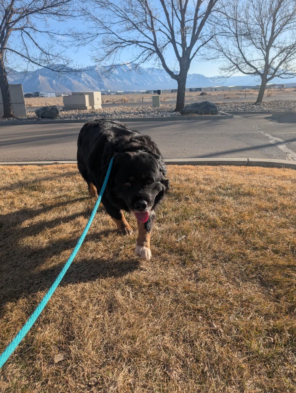 Enlarge Oso, an adoptable mixed breed in Orem, UT image 3/6