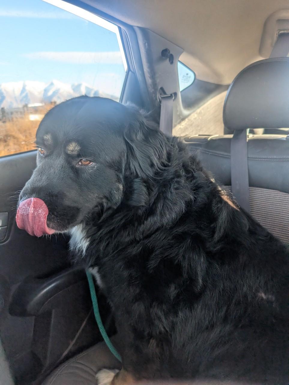 Enlarge Oso, an adoptable mixed breed in Orem, UT image 4/6