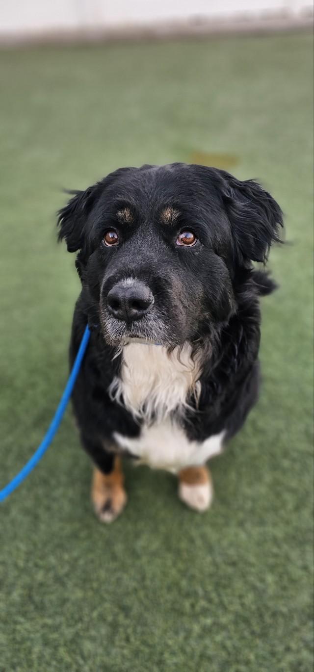 Enlarge Oso, an adoptable mixed breed in Orem, UT image 5/6