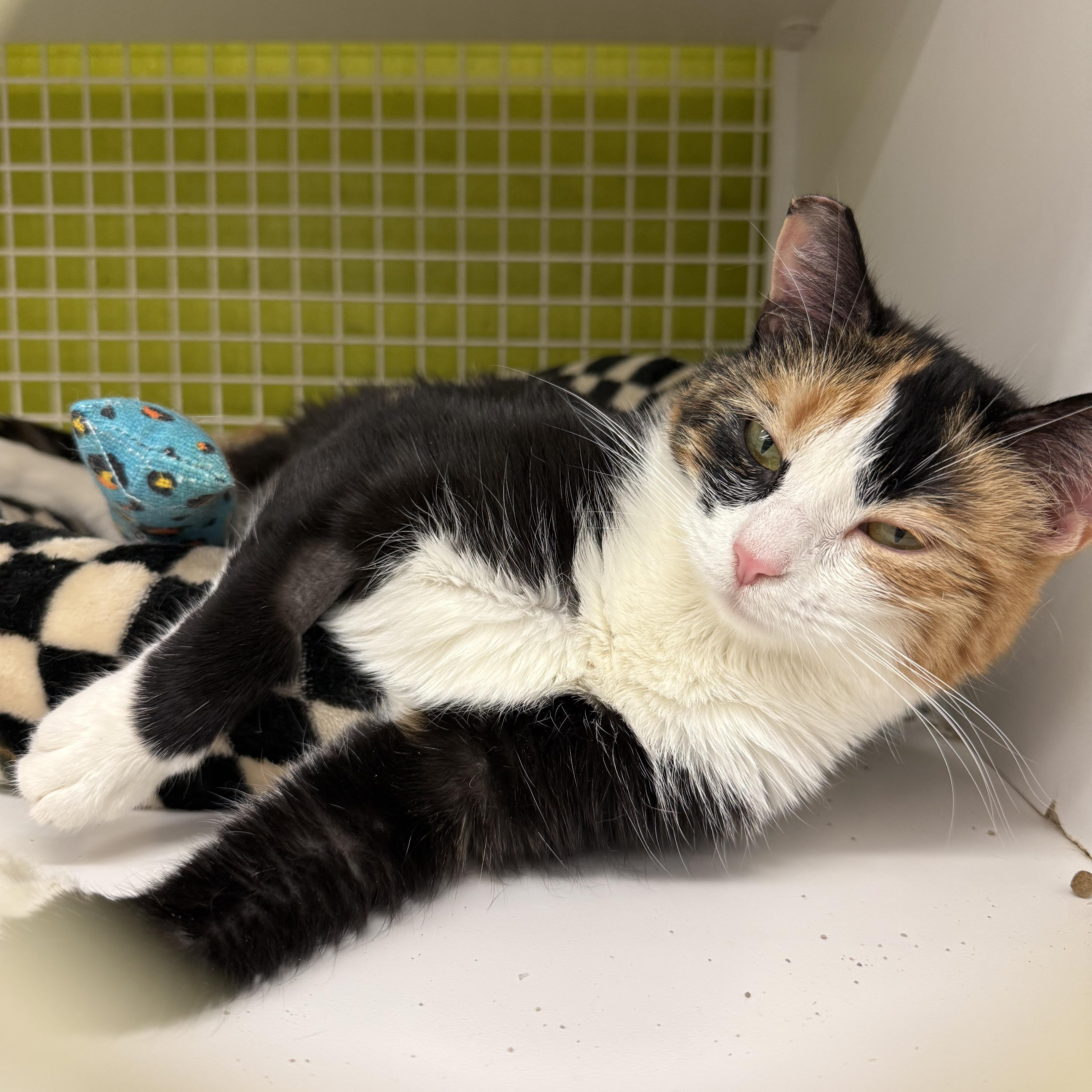 Gertie, Adoptable, Adult Female Calico.