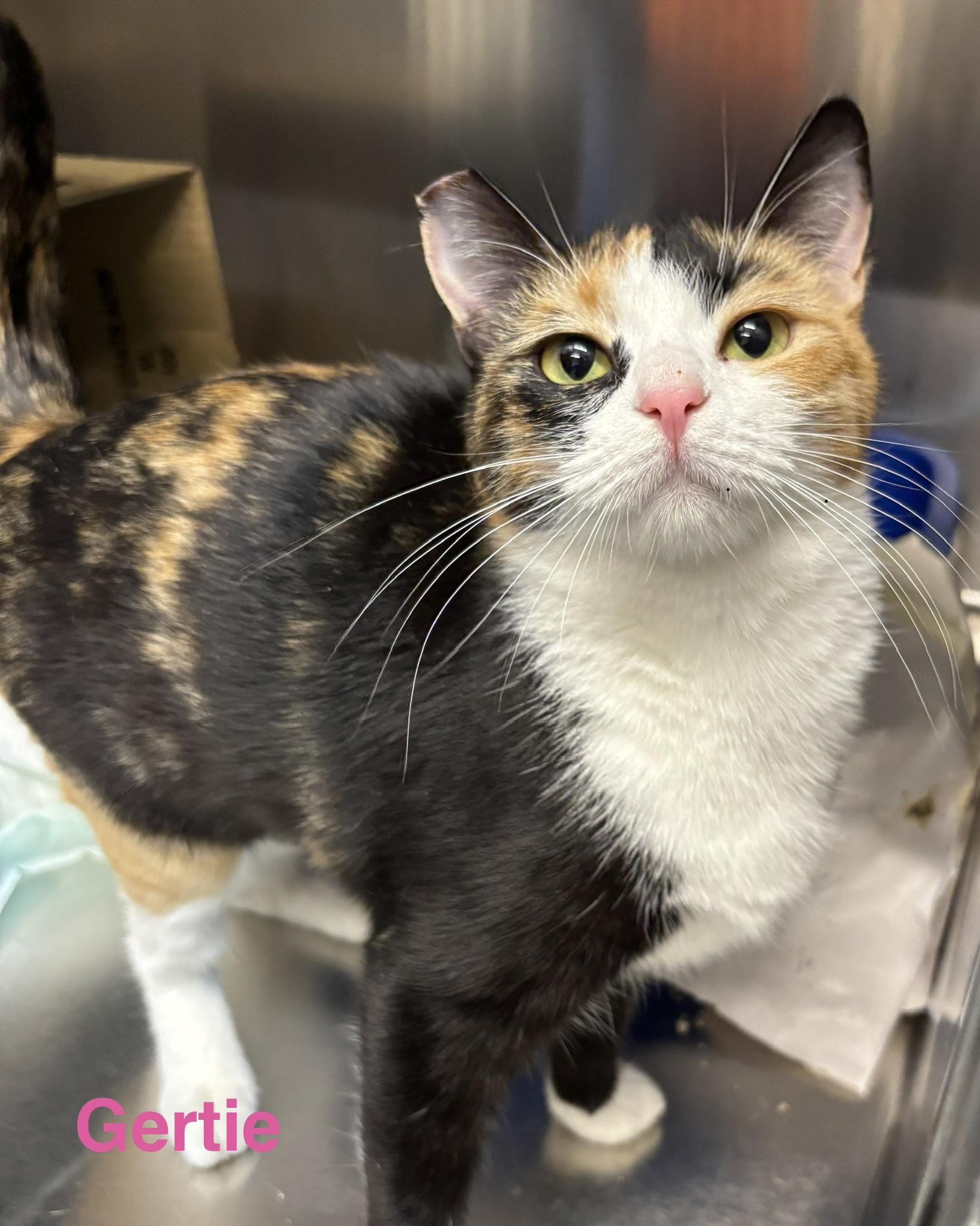 Gertie, Adoptable, Adult Female Calico.
